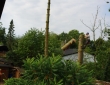 baumfaell_stahlhut_reinsen_890