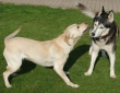Zwei dicke Freunde: Marlie und Paul haben sich lieb. (14.03.2014).