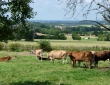 06.07.2014: Glückliche Kühe auf der Weide "Zur schönen Aussicht"