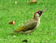02.08.2014: Vogel des Jahres 2014: Grünspecht
